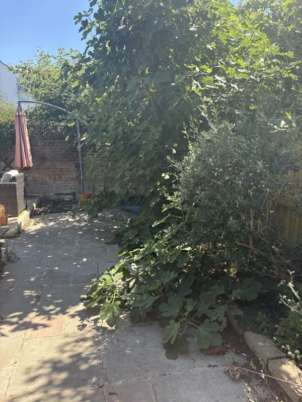 Garden before the visit
