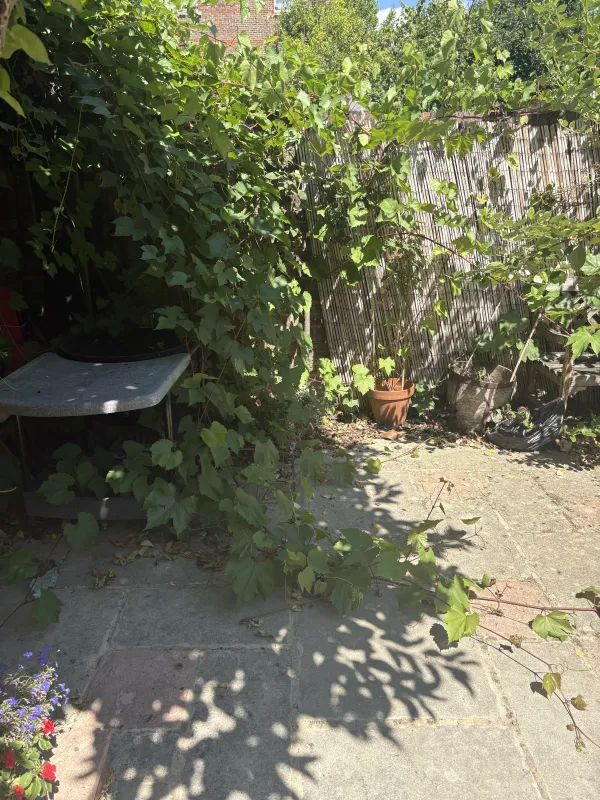 Garden before the visit