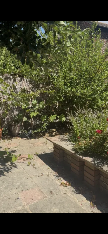 Garden before the visit